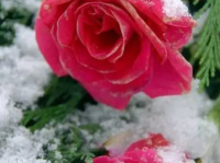 娱乐吃瓜酱雪玫瑰,娱乐吃瓜酱的甜蜜诱惑