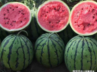 安排好行程娱乐吃瓜酱,尽享娱乐美食之旅