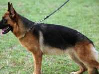 娱乐吃瓜酱德牧,吃瓜酱带你领略德牧界的欢乐盛宴