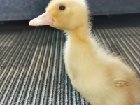 娱乐吃瓜酱鸭鸭视频大全,盘点热门视频大全