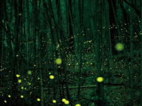 萤火虫娱乐吃瓜,揭秘娱乐圈吃瓜背后的故事