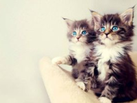 娱乐吃瓜酱猫条,揭秘娱乐圈那些不为人知的幕后故事